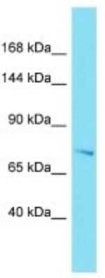 Western Blot: EFR3B Antibody [NBP3-10770]
