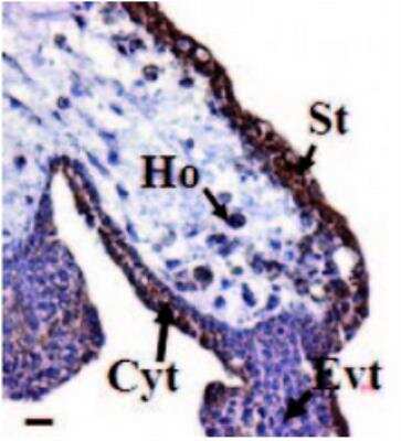 Immunohistochemistry: EG-VEGF/PK1 Antibody [NBP2-43852]