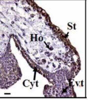 Immunohistochemistry-Paraffin: EG-VEGF/PK1 Antibody [NB100-2901]