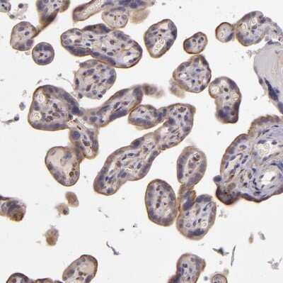 Immunohistochemistry-Paraffin: EGF-L6 Antibody [NBP2-33282]