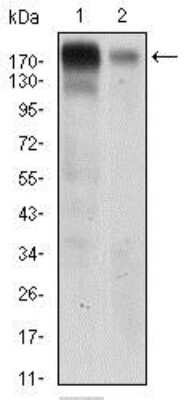 Western Blot: EGFR Antibody (5E10D3)BSA Free [NBP2-37326]