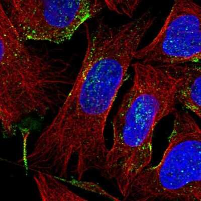 Immunocytochemistry/ Immunofluorescence: EGFL8 Antibody [NBP2-49327]