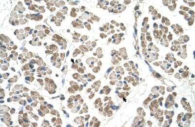 Immunohistochemistry-Paraffin: EGFL8 Antibody [NBP1-57964]
