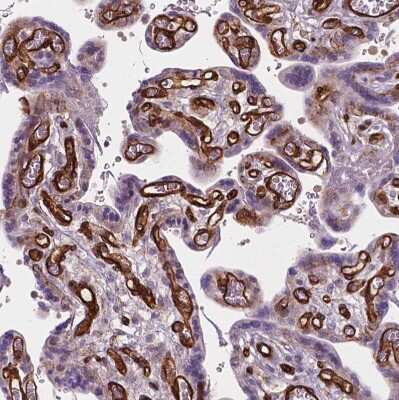 Immunohistochemistry-Paraffin: EGFL8 Antibody [NBP2-49327]