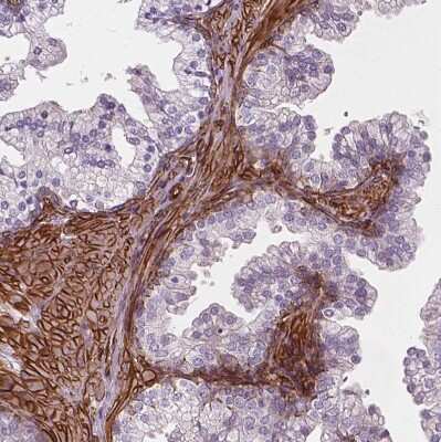 Immunohistochemistry-Paraffin: EGFL8 Antibody [NBP2-49327]