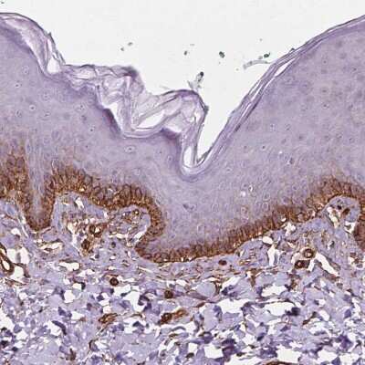 Immunohistochemistry-Paraffin: EGFL8 Antibody [NBP2-49327]