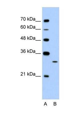 Western Blot: EGFL8 Antibody [NBP1-57964]