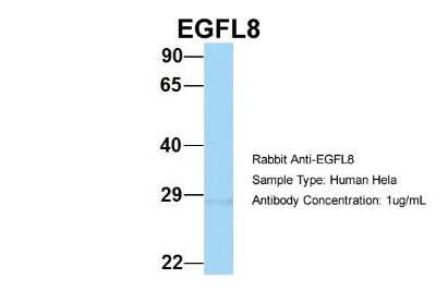 Western Blot: EGFL8 Antibody [NBP1-57964]