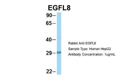 Western Blot: EGFL8 Antibody [NBP1-57964]