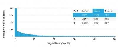 Protein Array: EGFR Antibody (H9B4) - Azide and BSA Free [NBP2-34628]