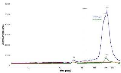 Simple Western: EGFR Antibody (H9B4)Azide and BSA Free [NBP2-34628]