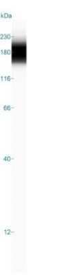 Simple Western: EGFR Antibody (H9B4)Azide and BSA Free [NBP2-34628]