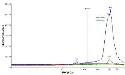Simple Western: EGFR Antibody (H9B4) [NBP2-34243]