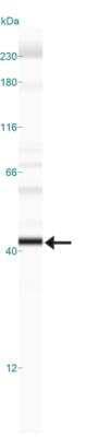 Simple Western: EGLN1/PHD2 Antibody (366G/76/3) [NBP1-30328]