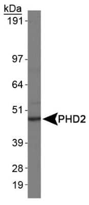 Western Blot: EGLN1/PHD2 Antibody (366G/76/3) [NBP1-30328]