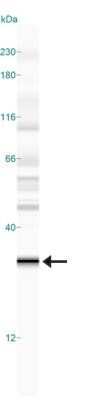 Simple Western: EGLN3/PHD3 Antibody (EG188e/d5)Azide and BSA Free [NBP2-80715]