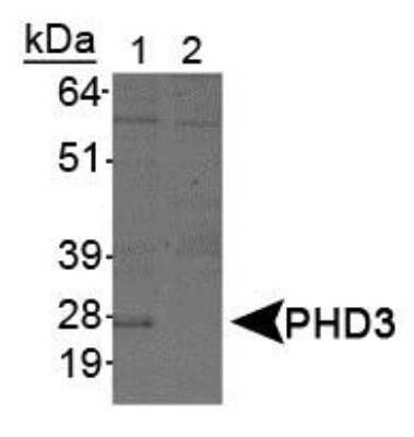 Western Blot: EGLN3/PHD3 Antibody (EG188e/d5)Azide and BSA Free [NBP2-80715]