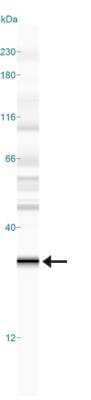 Simple Western: EGLN3/PHD3 Antibody (EG188e/d5)BSA Free [NBP1-30440]