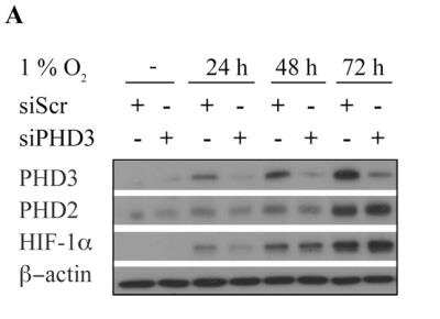 Western Blot: EGLN3/PHD3 Antibody - BSA Free [NB100-139]
