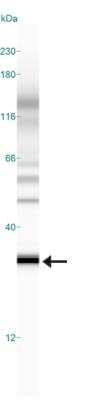 Simple Western: EGLN3/PHD3 AntibodyBSA Free [NB100-303]