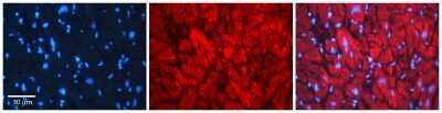 Immunohistochemistry: EHD1 Antibody [NBP1-79481]