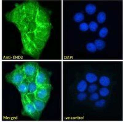 Immunocytochemistry/ Immunofluorescence: EHD2 Antibody [NB100-1458]