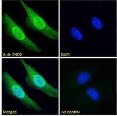 Immunocytochemistry/ Immunofluorescence: EHD2 Antibody [NB100-1458]