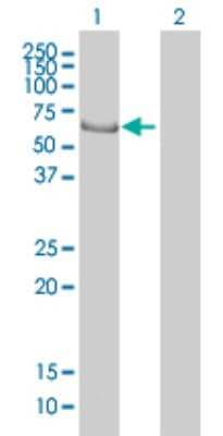 Western Blot: EHD4 Antibody (1B8) [H00030844-M01]