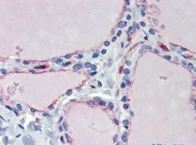 Immunohistochemistry: EHD4 Antibody [NBP1-54873]