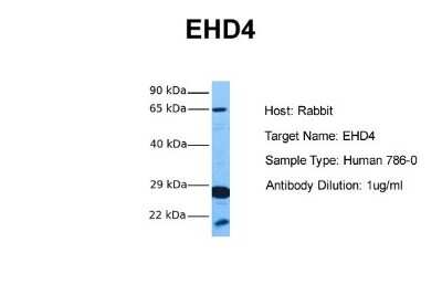 Western Blot: EHD4 Antibody [NBP1-54873]