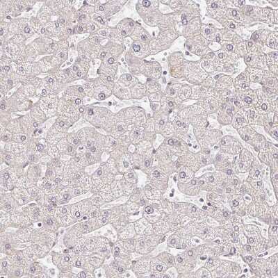 Immunohistochemistry-Paraffin: EHF Antibody [NBP2-38896]