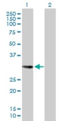 Western Blot: EHF Antibody [H00026298-B01P]