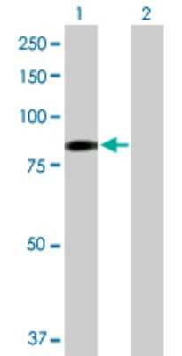 Western Blot: EHHADH Antibody [H00001962-D01P]