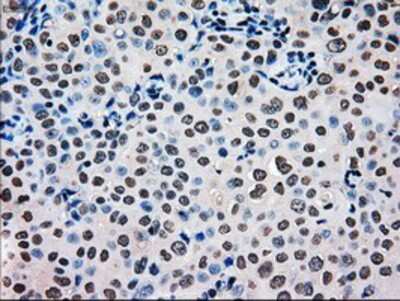 Immunohistochemistry-Paraffin: EI2BL Antibody (OTI9H7) [NBP1-47857]