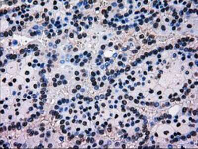 Immunohistochemistry-Paraffin: EI2BL Antibody (OTI9H7) [NBP1-47857]