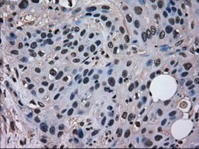 Immunohistochemistry-Paraffin: EI2BL Antibody (OTI9H7) [NBP1-47857]