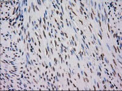 Immunohistochemistry-Paraffin: EI2BL Antibody (OTI9H7) [NBP1-47857]