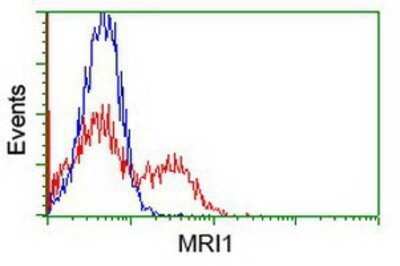 Flow Cytometry: EI2BL Antibody (OTI9H7) - Azide and BSA Free [NBP2-72280]