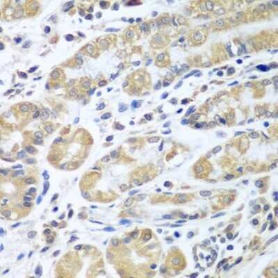 Immunohistochemistry-Paraffin: EIF1A Antibody - BSA Free [NBP2-92896]