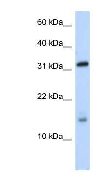 Western Blot: EIF1A Antibody [NBP1-80556]