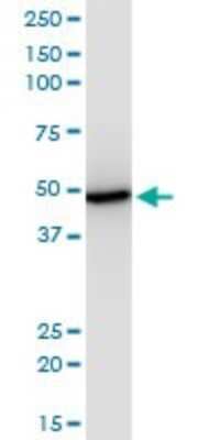 Western Blot: EIF2 beta Antibody (2F3) [H00008894-M09]