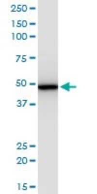 Western Blot: EIF2 beta Antibody (2F3) [H00008894-M09]