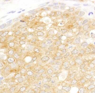 Immunohistochemistry-Paraffin: EIF2 beta Antibody [NB100-93284]