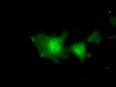 Immunocytochemistry/ Immunofluorescence: eIF2 alpha/EIF2S1 Antibody (OTI3H4) [NBP2-02669]