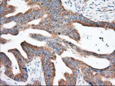 Immunohistochemistry-Paraffin: eIF2 alpha/EIF2S1 Antibody (OTI3H4) [NBP2-02669]