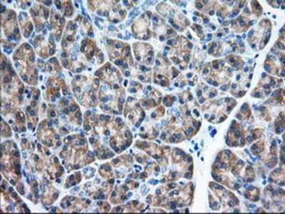 Immunohistochemistry-Paraffin: eIF2 alpha/EIF2S1 Antibody (OTI3H4) [NBP2-02669]