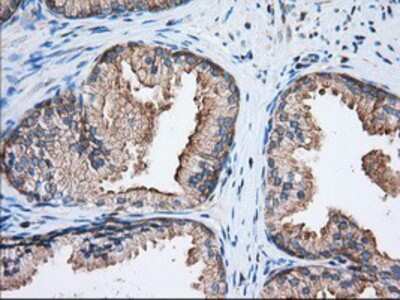 Immunohistochemistry-Paraffin: eIF2 alpha/EIF2S1 Antibody (OTI3H4) [NBP2-02669]