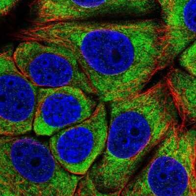 Immunocytochemistry/ Immunofluorescence: EIF3C Antibody [NBP2-46772]