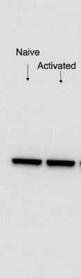 Western Blot: EIF3C Antibody [NB100-511]
