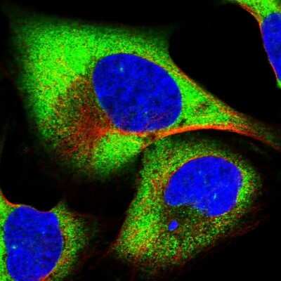 Immunocytochemistry/ Immunofluorescence: EIF3G Antibody [NBP1-84872]